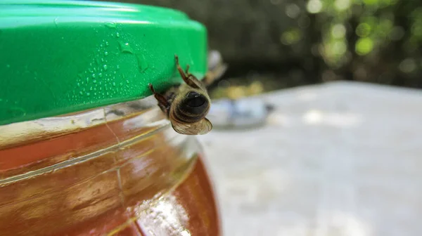 蜂蜜の瓶の中に入ろうとする蜂のクローズアップ — ストック写真