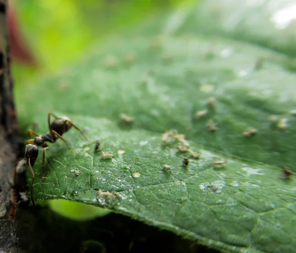 Insektenameisen Aus Nächster Nähe Bewegen Sich Auf Dem Grünen Blatt — Stockfoto