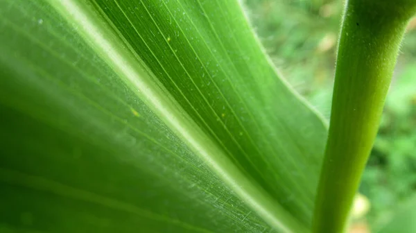 Közelről Egy Kukorica Növény Zöld Levél Szép Textúra — Stock Fotó
