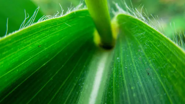 Közelről Egy Kukorica Növény Zöld Levél Szép Textúra — Stock Fotó