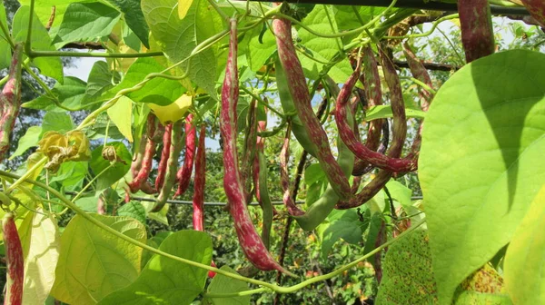 Dekat Dari Kacang Merah Kebun Saya — Stok Foto
