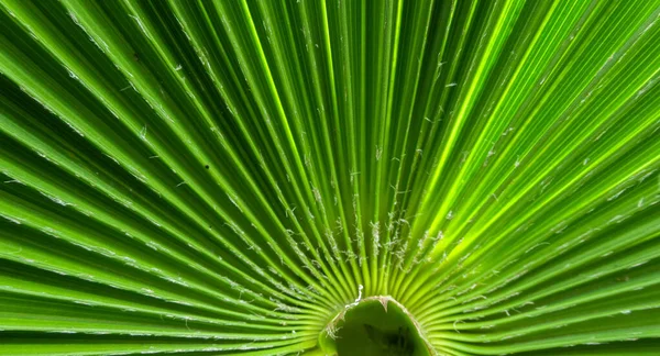 Zblízka Zelené Jasné Palmové Listy Dobré Pro Zahradní Časopis — Stock fotografie