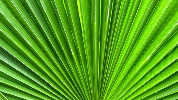 Zblízka Zelené Jasné Palmové Listy Dobré Pro Zahradní Časopis — Stock fotografie