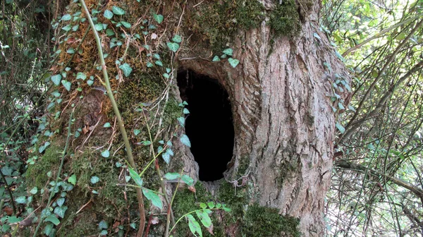 Vuoto Coperto Edera Grande Albero Una Foresta Grande Buco Nero — Foto Stock