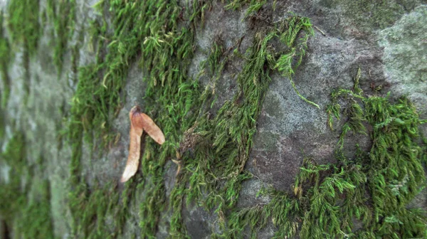 自然の川の岩の石を覆った植物の苔の閉鎖 — ストック写真