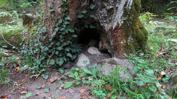 Hollow Täckt Med Murgröna Växt Stora Träd Skog Stort Svart — Stockfoto