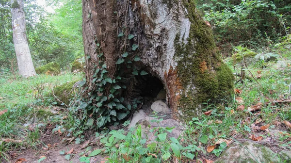 Hueco Cubierto Con Una Planta Hiedra Árbol Grande Bosque Gran —  Fotos de Stock