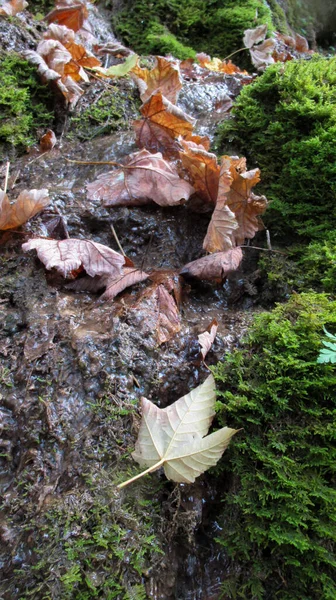 Gros Plan Jaune Morts Feuilles Automne Venant Sur Eau Rivière — Photo