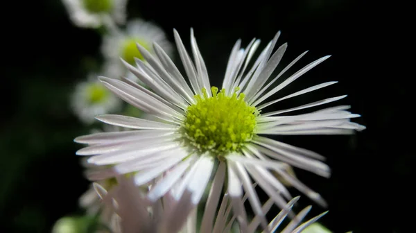 森の中のカモミールの花のクローズアップ — ストック写真