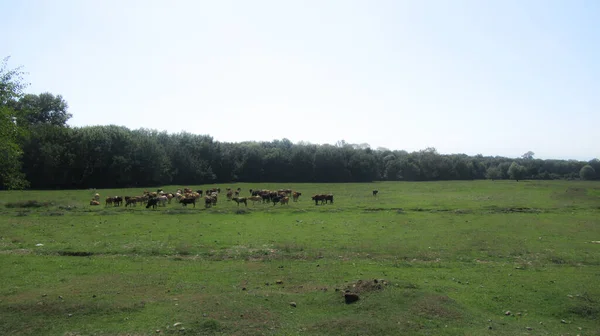 Eine Herde Kühe Auf Dem Grünen Gras Auf Dem Dorfbauernhof — Stockfoto