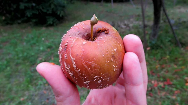 Jonge Mannelijke Hand Met Overrijp Appelfruit — Stockfoto