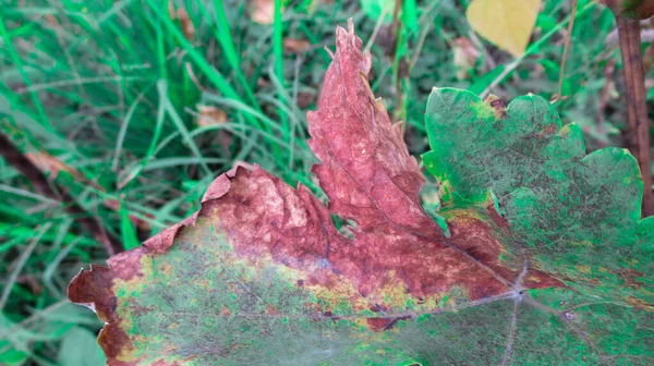Close Infected Diseased Hazelnut Tree Leaf — Stock Photo, Image