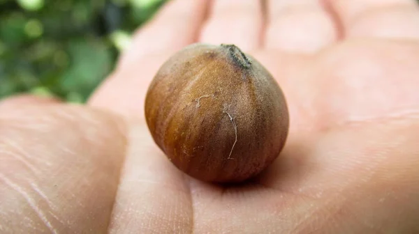 Primo Piano Una Mano Che Tiene Nocciole Nocciole Biologiche Naturali — Foto Stock