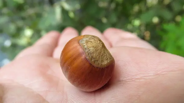 Närbild Hand Som Håller Hasselnötter Ekologiska Naturliga Färska Hasselnötter — Stockfoto