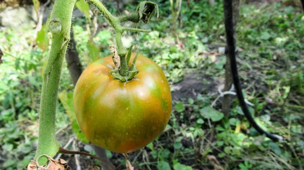 Primer Plano Una Reliquia Inmadura Tomate Verde Amarillo Rojo Grande —  Fotos de Stock