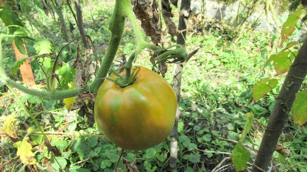 Primer Plano Una Reliquia Inmadura Tomate Verde Amarillo Rojo Grande —  Fotos de Stock