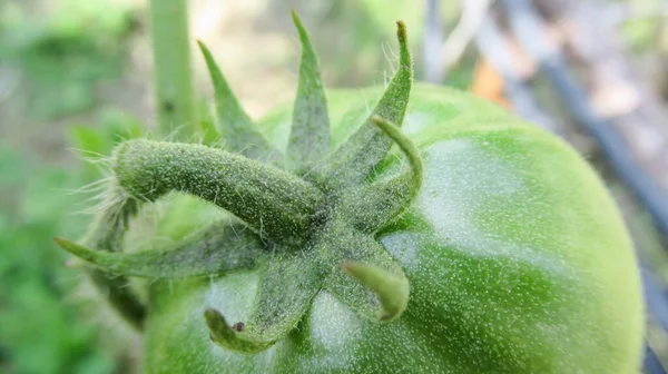 Primer Plano Tomate Crudo Verde Inmaduro Invernadero —  Fotos de Stock