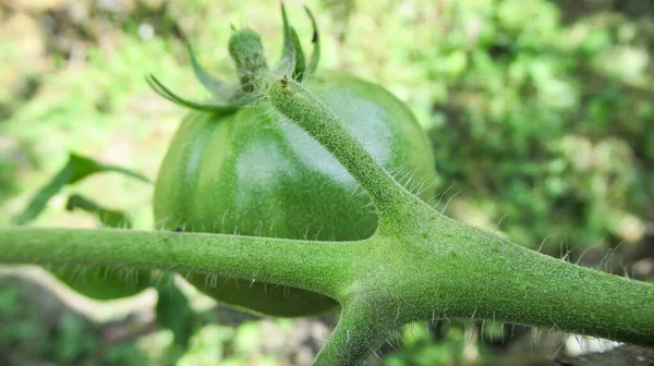 Primer Plano Tomate Crudo Verde Inmaduro Invernadero —  Fotos de Stock