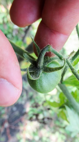 Close Male Hand Trying Grab Small Green Unripe Tomato — Stock Photo, Image