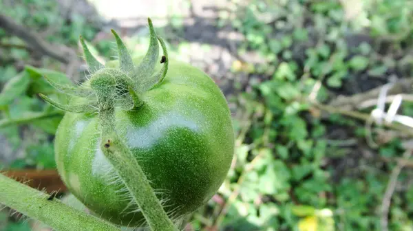 Gros Plan Une Tomate Crue Verte Non Mûre Dans Une — Photo