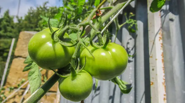 Dekat Dengan Tomat Mentah Hijau Yang Belum Matang Rumah Hijau — Stok Foto