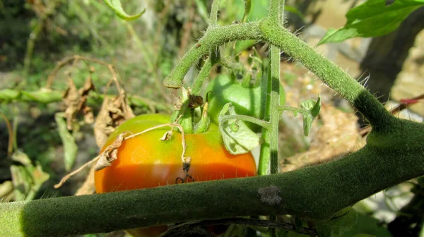 Primer Plano Una Reliquia Inmadura Tomate Verde Amarillo Rojo Grande —  Fotos de Stock