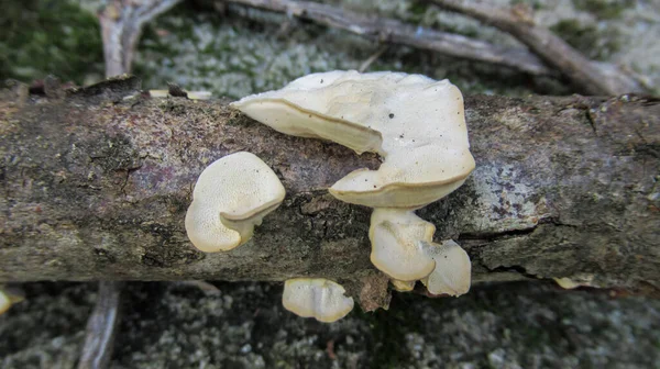 野生森林里的树菇的密闭 — 图库照片