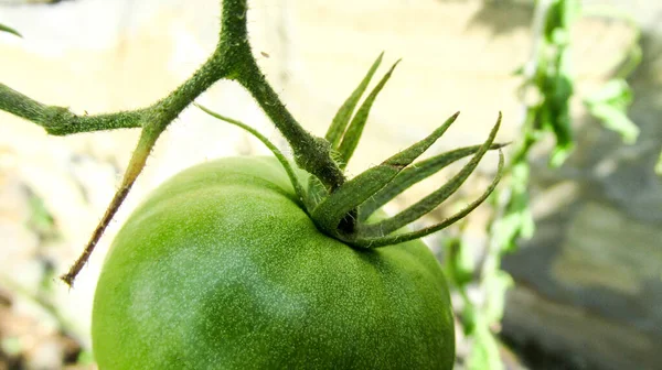 Primer Plano Tomate Crudo Verde Inmaduro Invernadero —  Fotos de Stock