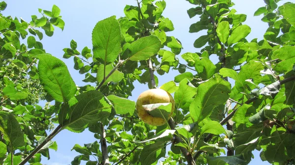 Naar Beneden Naar Top Van Een Wit Gele Appel Boom — Stockfoto