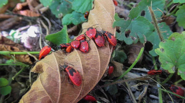 Primer Plano Insecto Rojo Negro Moviéndose Sobre Hoja Amarilla Otoño — Foto de Stock