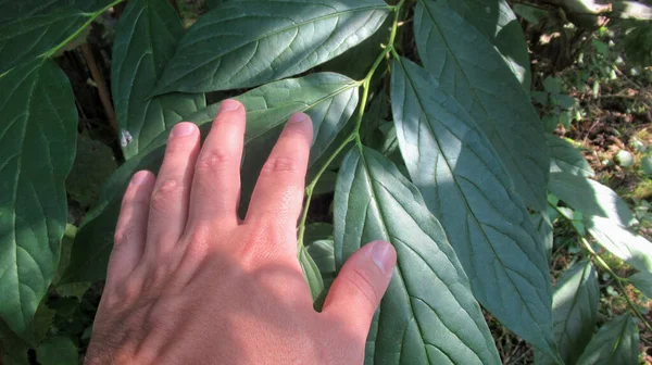 Jonge Man Hand Raakt Verse Groene Bladeren Het Nationale Park — Stockfoto