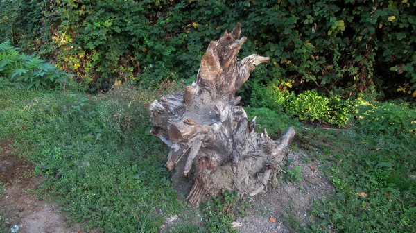 Pahýl Stromu Uprostřed Divokého Bělošského Lesa — Stock fotografie
