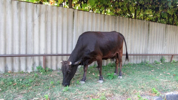 Vaca Comiendo Una Hierba Pueblo Rural —  Fotos de Stock