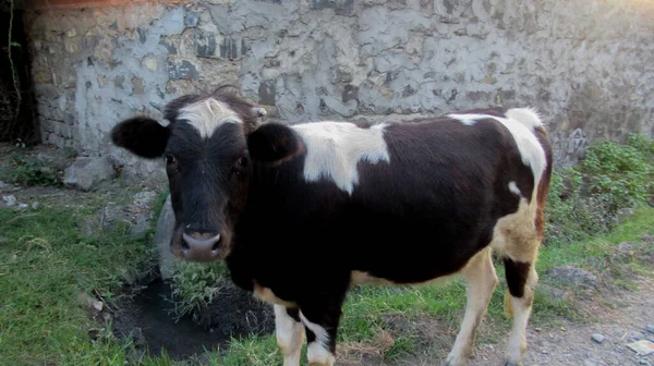 カメラを見て美しい白い黒い牛 — ストック写真