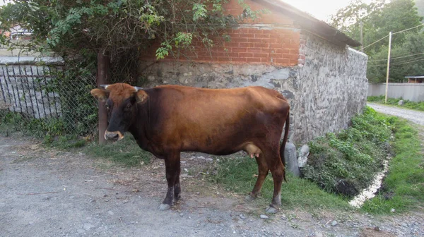 Naranja Rural Aldea Vaca Mirando Una Cámara — Foto de Stock