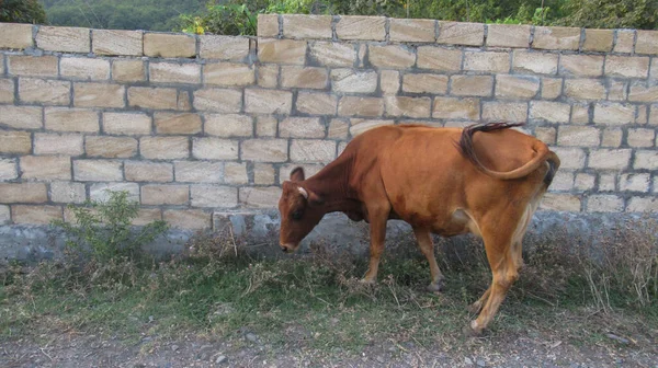 オレンジ農村の牛は何か食べるものを見つけようとします — ストック写真