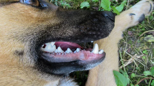 Κοντινό Πλάνο Ενός Κίτρινου Μαύρου Σκύλου Λευκά Δόντια Royalty Free Εικόνες Αρχείου