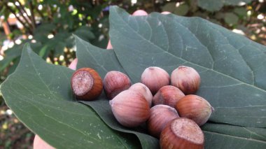 Taze, doğal, organik fındık taze yeşil yaprakların üzerinde toplandı.