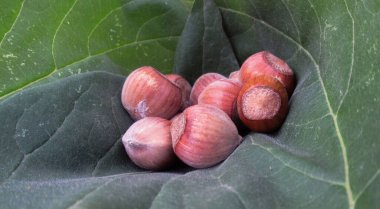 Taze, doğal, organik fındık taze yeşil yaprakların üzerinde toplandı.