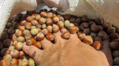 Fındık tutan bir ele yaklaş. Organik, doğal, taze fındık.
