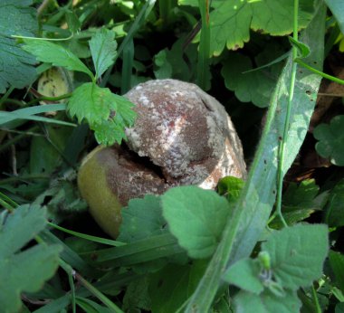 Çimlerin üzerinde küflenmiş, çürümüş şeftali meyvesi.