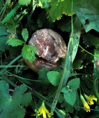 Çimlerin üzerinde küflenmiş, çürümüş şeftali meyvesi.