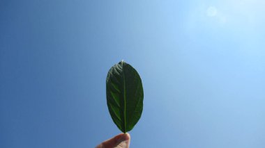Mavi bulutlu gökyüzüne karşı yeşil yaprak tutan genç adamı kapat.