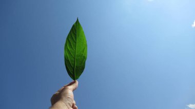 Mavi bulutlu gökyüzüne karşı yeşil yaprak tutan genç adamı kapat.