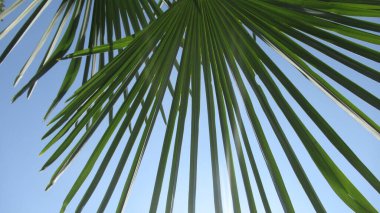 Mavi gökyüzüne bakan bir palmiye bitkisinin manzarası