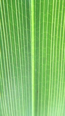 Doğal yeşil yaprak dokusunu kapat.