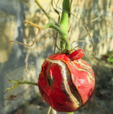 Çürük domates meyvesinde siyah küf hastalığı. Bahçedeki ağaçta ölü domates.