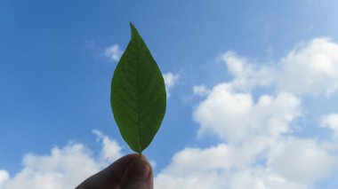 Mavi bulutlu gökyüzüne karşı yeşil yaprak tutan genç adamı kapat.