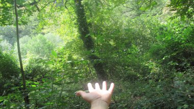 Bahçedeki yeşil ağaçları ve bitkileri gösteren elini kapat..