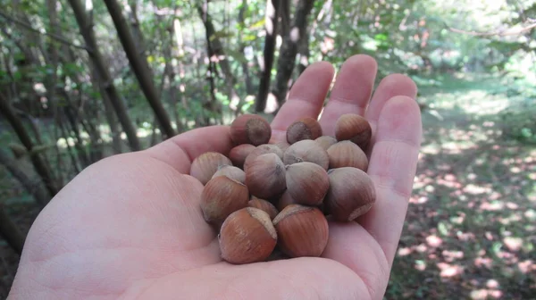 Närbild Hand Som Håller Hasselnötter Ekologiska Naturliga Färska Hasselnötter — Stockfoto